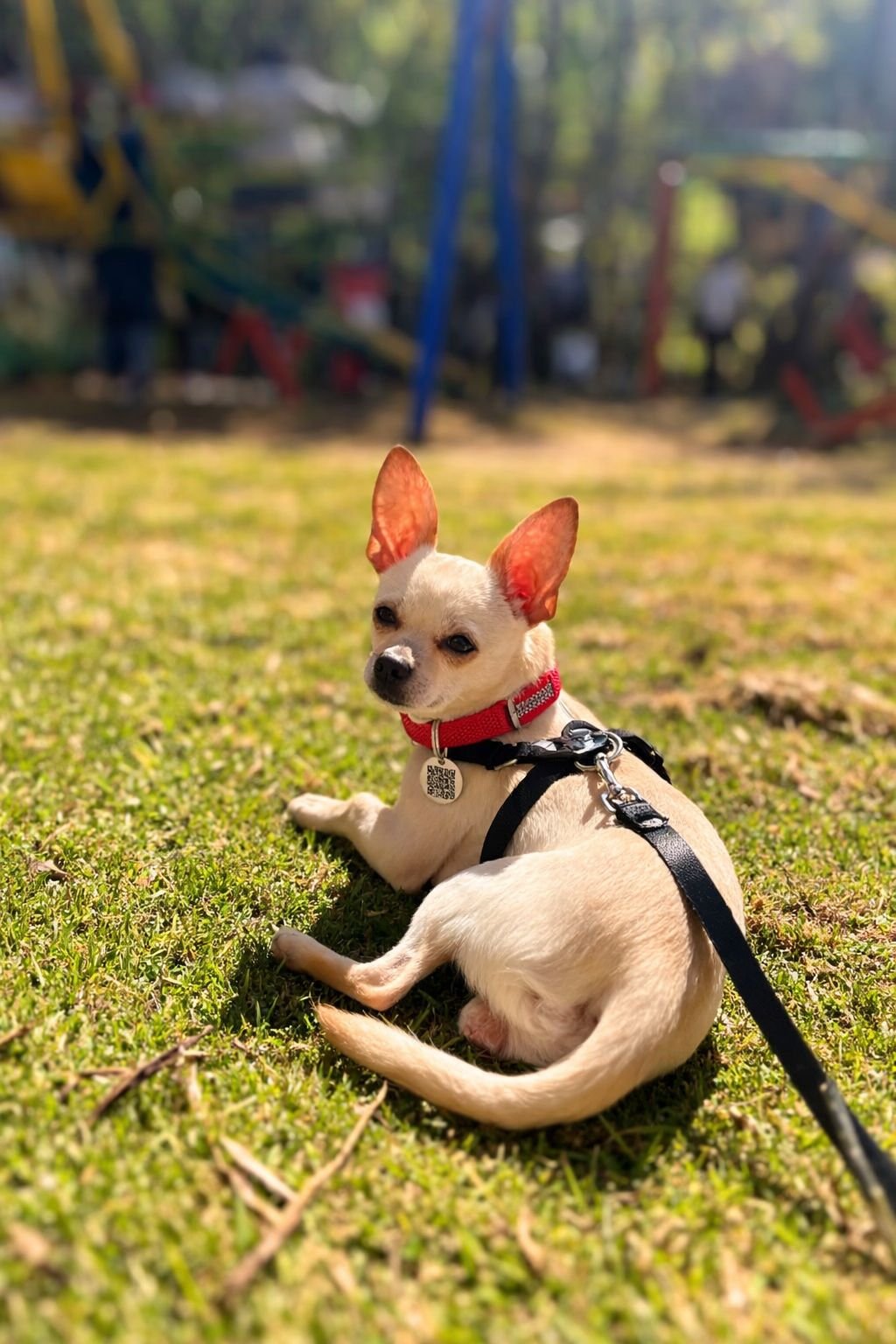 whatsapp image 2026 03 16 at 12.05.01 am